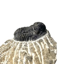 Trilobite Fossil On Natural