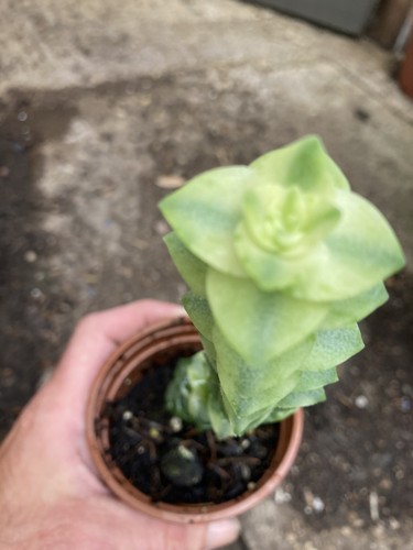 Crassula perforata variegated - perforata,