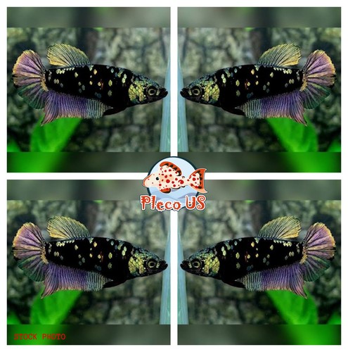 Live betta fish hmpk - live,