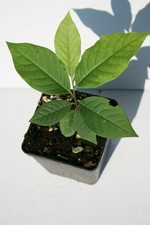 Banano di montagna del Nord Asimina Triloba