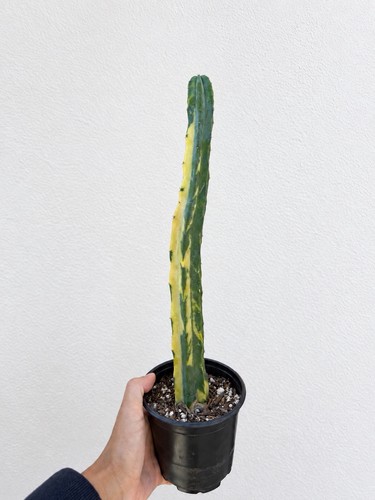 Variegated myrtillocacyus