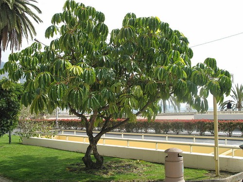 Schefflera pueckleri mallet - pueckleri, (mallet