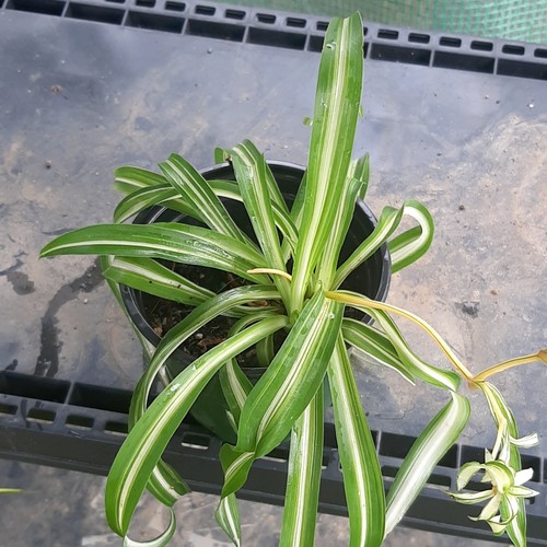 Variegated spider plant - spider,