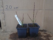 Cornus sanguinea 'Compressa'