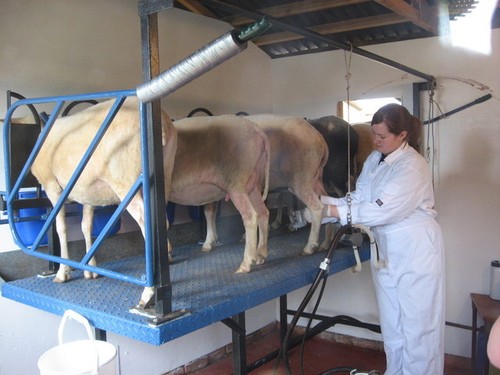 Photo 6x4 sheep milking - 6x4,