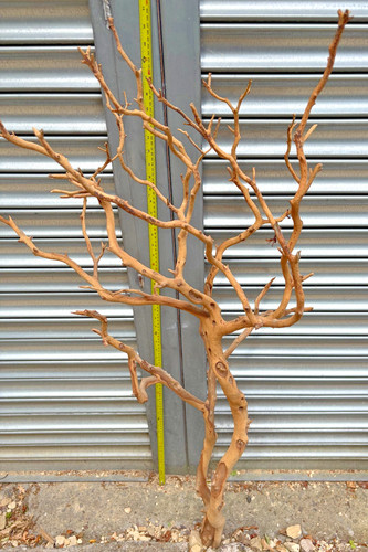 Large manzanita driftwood - manzanita,