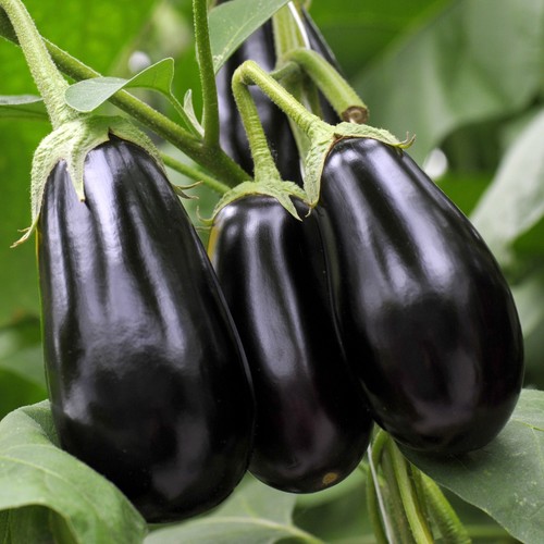 Aubergine black beauty - aubergine,