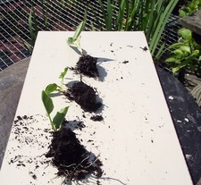 "3"  YOUNG WHITE  ARUM LILY PLANTS.  THE PLANTS ARE NOW BIGGER THAN THE LISTING 