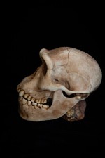 Homo-erectus-Dmanisi Skull - life sized - High Quality Piece - FREE SHIPPING.