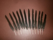 15 CARRION CROW SMALL PIN