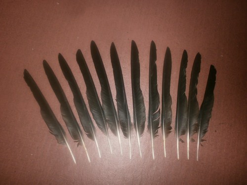 Carrion crow small pin - carrion,