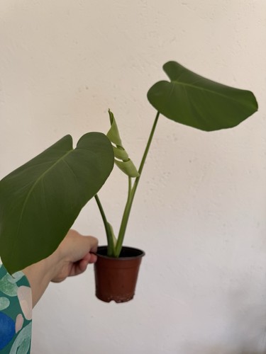 Monstera deliciosa swiss - monstera,