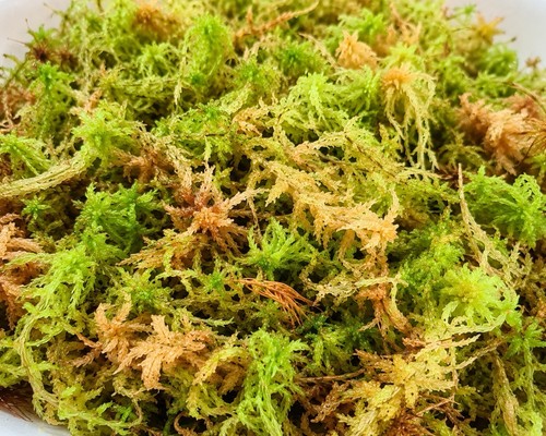 Fresh welsh live - welsh, moss