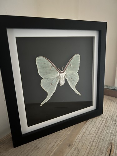 The luna moth actias - the,
