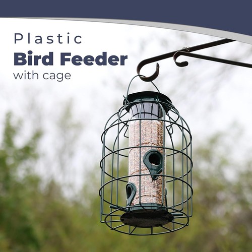 Squirrel proof bird - squirrel,
