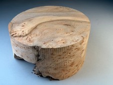 Large Spalted Burr Elm Wood