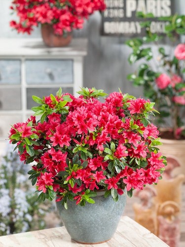 Dwarf japanese azalea - [x1],