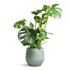 Monstera Deliciosa ‘Swiss Cheese Plant’ – approximately 40-50cm Tall | Lush