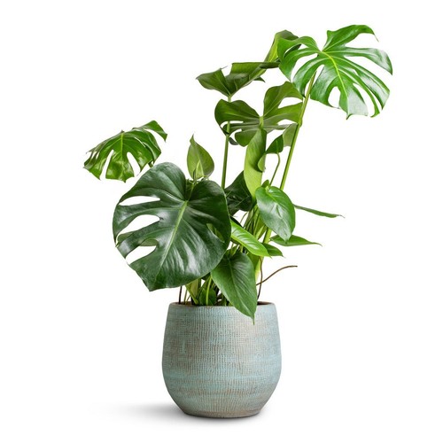 Monstera deliciosa swiss - monstera,