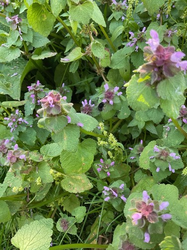 Lamium pink purple dead - 10, x