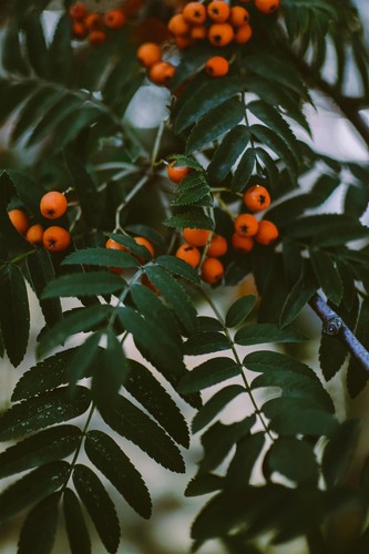 Sorbus apricot queen mountain - apricot,