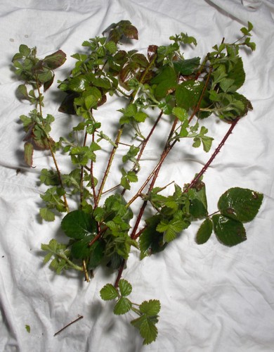 Fresh wild organic - fresh,
