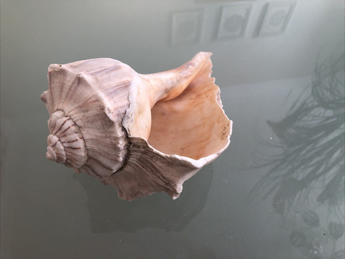 Large 23cm lefthand whelk fox - 23cm,