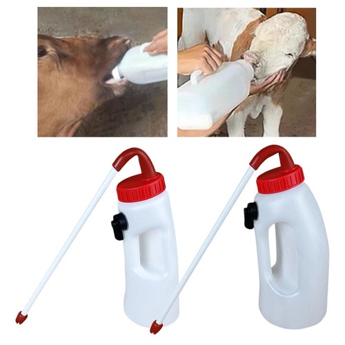 Calf feeder cow - cow, feeding