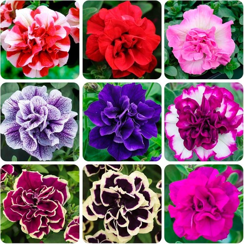 350 annual petunia flower - petunia,