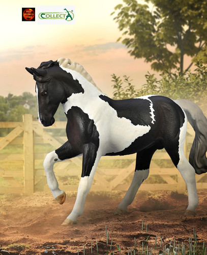 Warmblood stallion horse - stallion,
