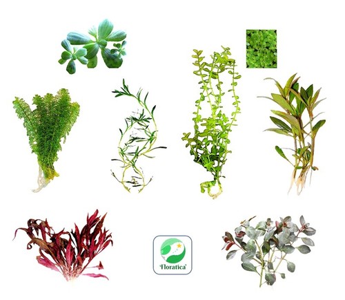Live aquarium plants - live,