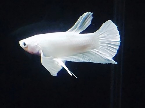 Wysiwyg live betta - wysiwyg-,