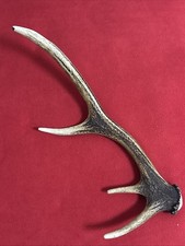 ONE FANCY RED DEER ANTLER