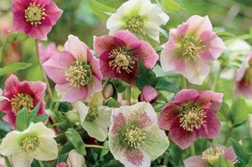 Hellebore plug plants - 8,