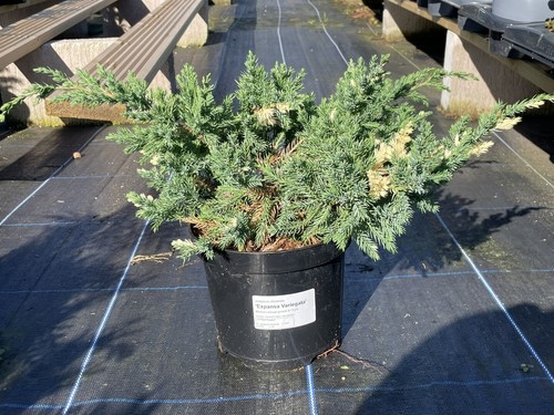Chinese juniper expansa - juniper, 'expansa