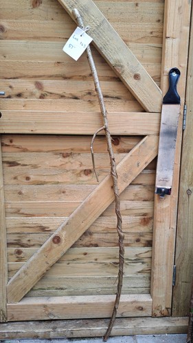 Twisted twisty wood hazel - twisted,
