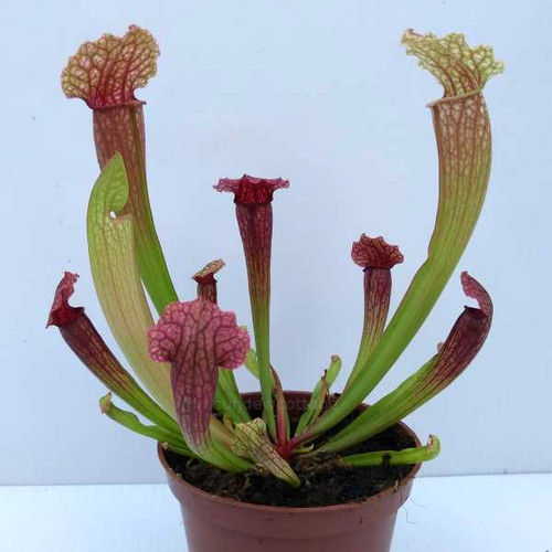Sarracenia pinky hybrid - 'pinky',