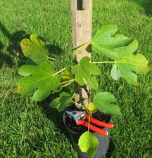 Ficus 'Brown Turkey'. 15cm pot. Fig tree.