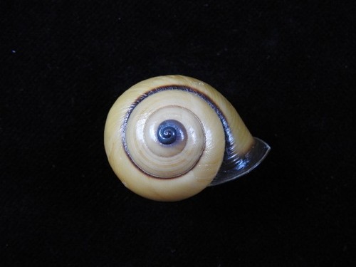 Land snail papuina lituus - land,
