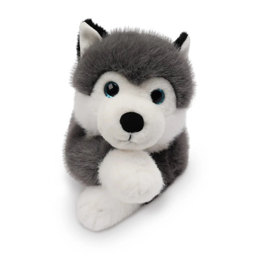 Scout the husky one - scout,