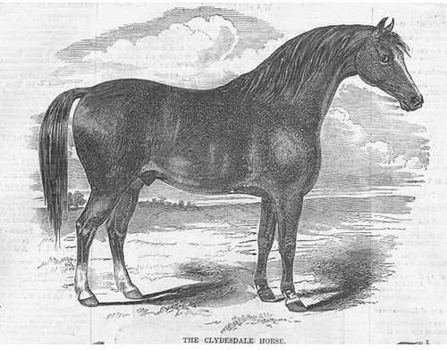 Clydesdale horse antique - horse,