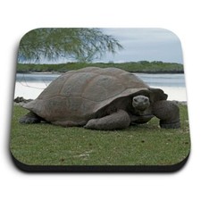 Square MDF Magnets - Aldabra