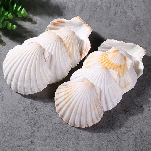 Natural white hawaiian scallop - white,