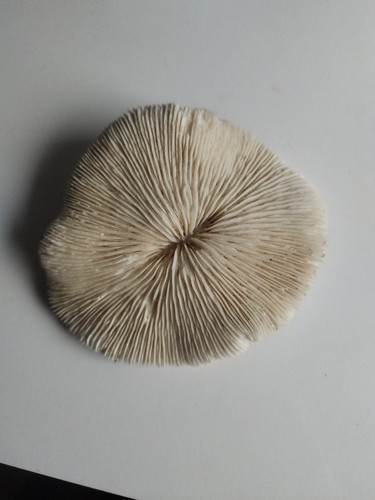 Vintage dried mushroom - mushroom, coral