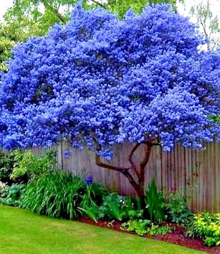 Ceanothus concha california - ceanothus,
