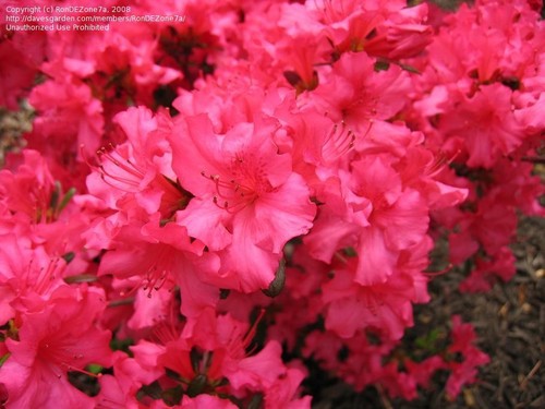 Japanese azalea geisha scarlet - japanese,