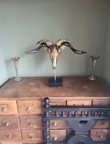 Vintage kapala taxidermy goat - taxidermy,