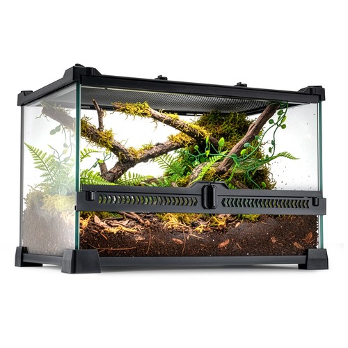Glass reptile terrarium - reptile, insect