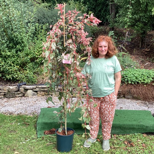 Acer red flamingo - flamingo, ornamental