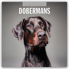 Dobermans 2026 Square Wall